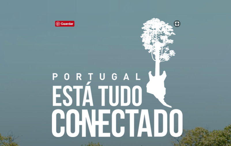 portugal - esta tudo conectado - floresta - respirar